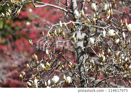 河津櫻花和mezzo 河津櫻花和mezzo 114617975