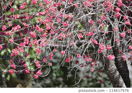 河津櫻花和mezzo 河津櫻花和mezzo 114617976