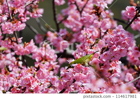 河津櫻花和mezzo 114617981