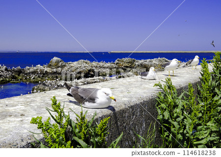 Resting Black-tailed Gull Resting Black-tailed Gull 114618238
