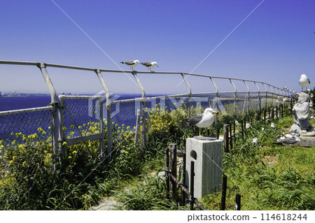 Rapeseed flowers and sea cats Rapeseed flowers and sea cats 114618244