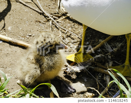 Umineko's chick 114618245
