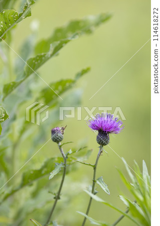 薊花 114618272