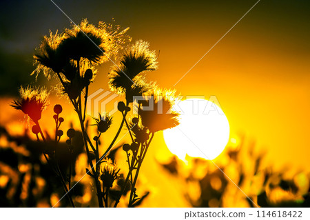 silhouettes of flowers and plants against the background of the setting sun silhouettes of flowers and plants against the background of the setting sun 114618422