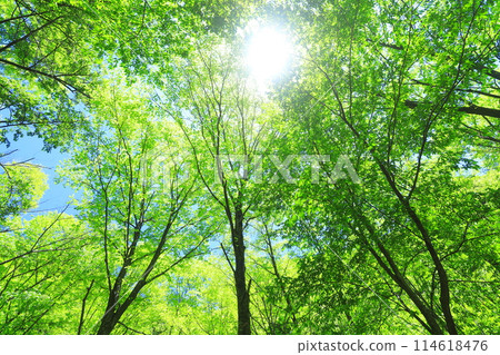Forest Forest 114618476