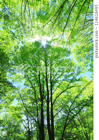 森林 森林 114618493