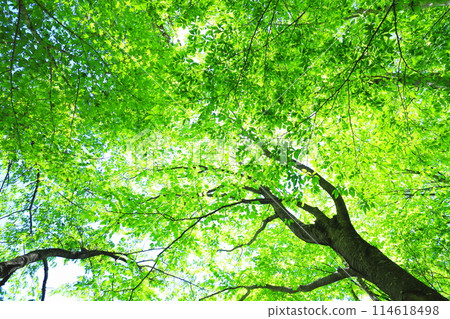 Forest 114618498