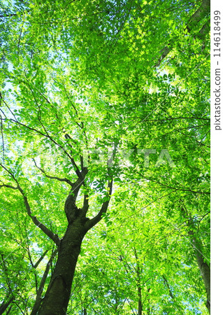 Forest 114618499