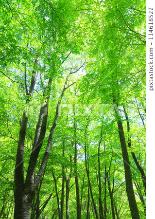 Forest Forest 114618522