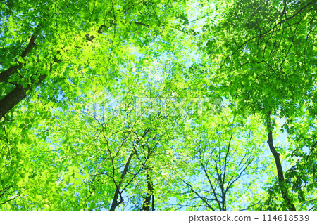 Forest Forest 114618539