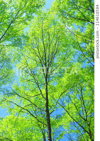 森林 森林 114618584