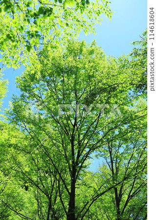 Forest 114618604