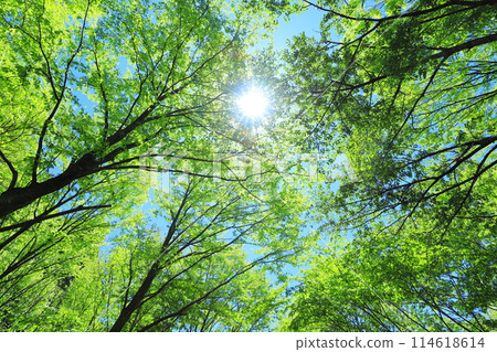 Forest 114618614