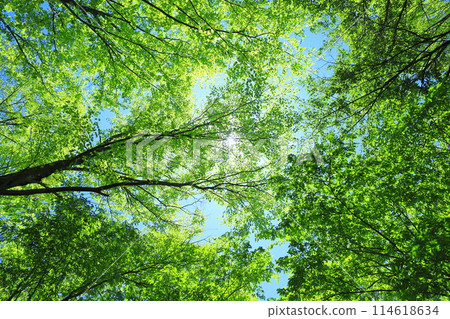 Forest Forest 114618634