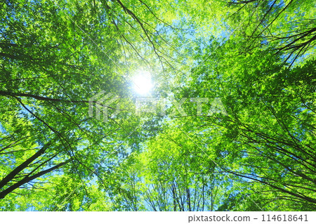 Forest 114618641