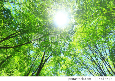 Forest 114618642