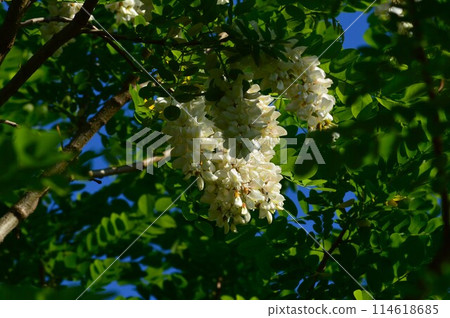 刺槐金合歡 114618685