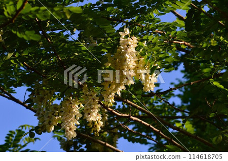 刺槐金合歡 114618705