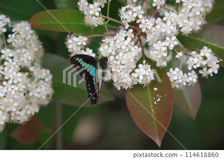 Kanamomechi 花上的燕尾蝴蝶 114618860