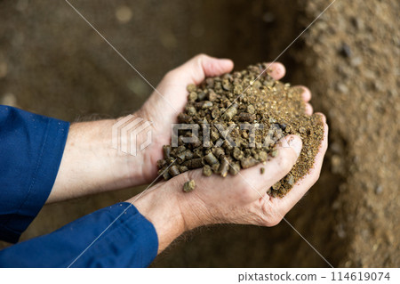 Organic nutritional feed pellets for calves in male farmer hands 114619074