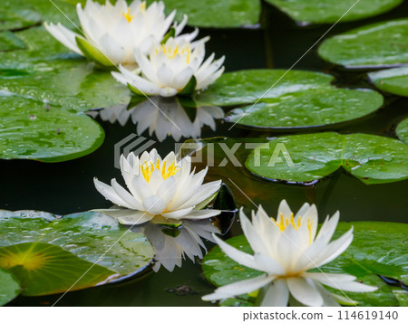 White water lilies at Yamadaike Park White water lilies at Yamadaike Park 114619140
