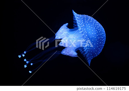 Tropical Jellyfish Phyllorhiza punctata white-spotted jellyfish underwater Tropical Jellyfish Phyllorhiza punctata white-spotted jellyfish underwater 114619175