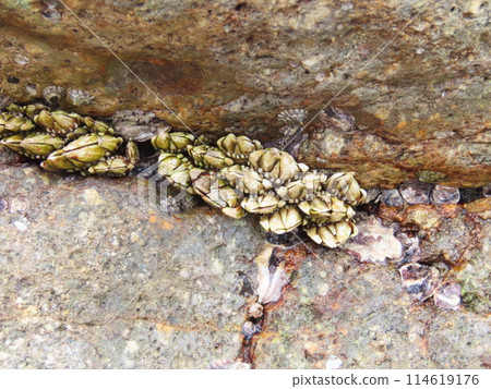 生長在海中岩石縫隙中的 Kamenotes 114619176
