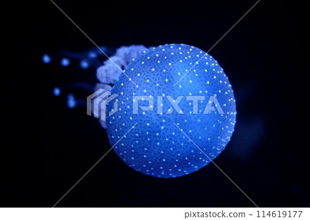 Tropical Jellyfish Phyllorhiza punctata white-spotted jellyfish underwater Tropical Jellyfish Phyllorhiza punctata white-spotted jellyfish underwater 114619177