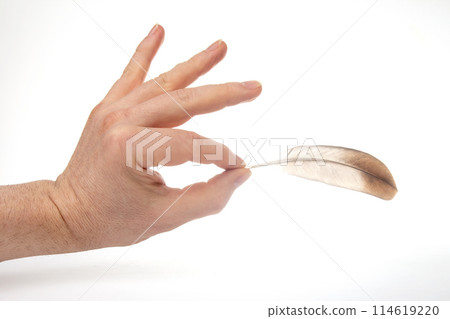 bird feather in human hand on white background bird feather in human hand on white background 114619220