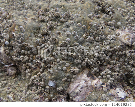 成群生長並黏附在海中岩石上的岩石藤壺 114619285