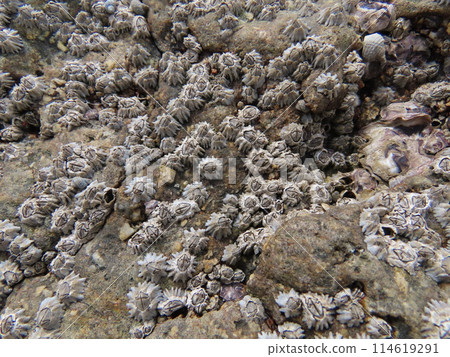 Rock barnacles grow in colonies and cling to sea rocks. 114619291