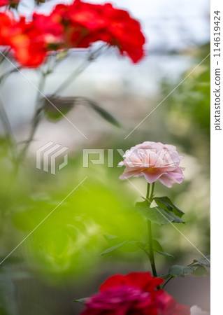 The roses that bloom in early summer are beautiful The roses that bloom in early summer are beautiful 114619424