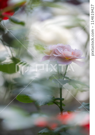 初夏綻放的美麗玫瑰花 初夏綻放的美麗玫瑰花 114619427