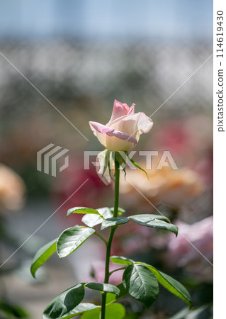 初夏綻放的美麗玫瑰花 114619430