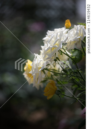 初夏綻放的美麗玫瑰花 114619432