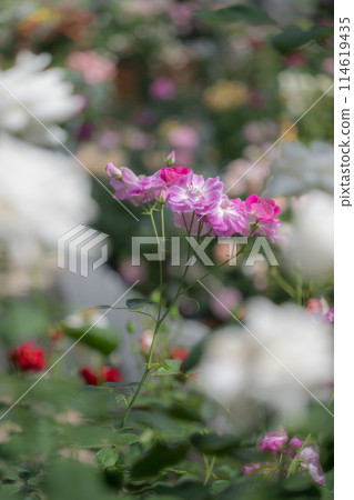 The roses that bloom in early summer are beautiful 114619435