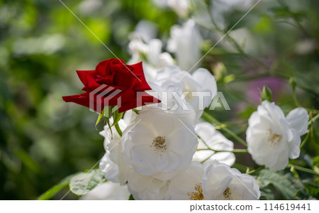 The roses that bloom in early summer are beautiful The roses that bloom in early summer are beautiful 114619441
