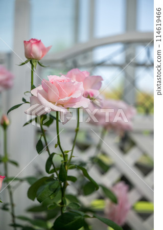 The roses that bloom in early summer are beautiful 114619466