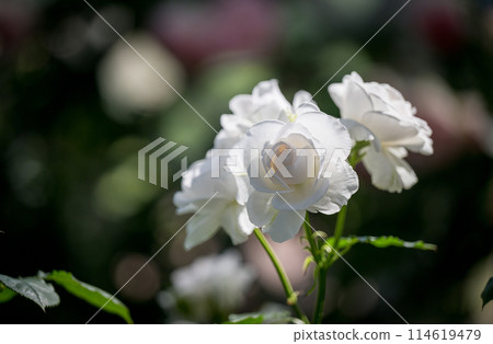 初夏綻放的美麗玫瑰花 114619479