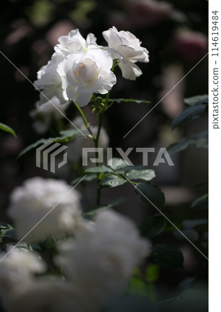 The roses that bloom in early summer are beautiful 114619484
