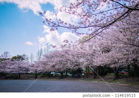 Cherry blossom square Cherry blossom square 114619515