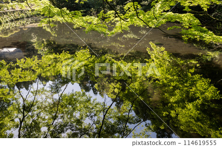 Fresh green scenery with beautiful blue autumn leaves in early summer Fresh green scenery with beautiful blue autumn leaves in early summer 114619555