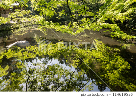 初夏清新的綠色風景與美麗的藍色秋葉 114619556
