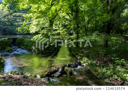 Fresh green scenery with beautiful blue autumn leaves in early summer 114619574