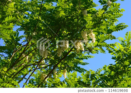 黑刺槐相思 Harienju 狗相思在藍天的襯托下閃閃發光 114619698