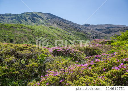 美山霧島在晴朗的天氣在阿蘇仙水峽綻放 114619751
