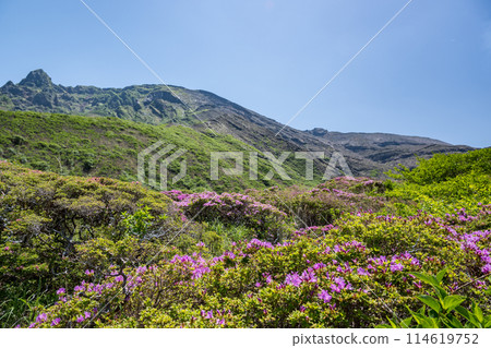 美山霧島在晴朗的天氣在阿蘇仙水峽綻放 114619752
