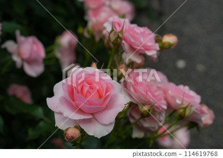 伊勢神宮玫瑰園 114619768