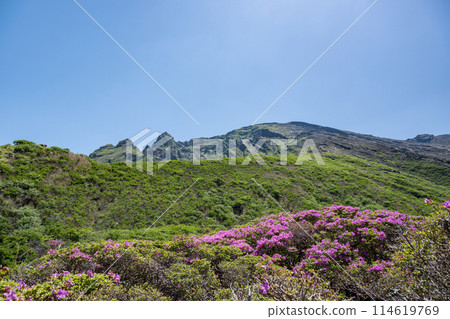 美山霧島在晴朗的天氣在阿蘇仙水峽綻放 114619769