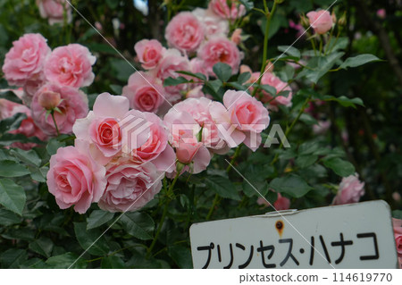 伊勢神宮玫瑰園 114619770